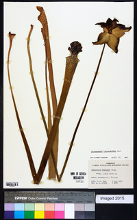 Sarracenia leucophylla image