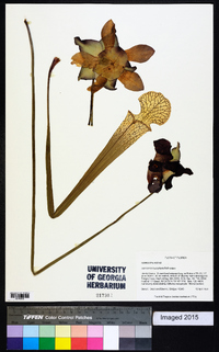 Sarracenia leucophylla image