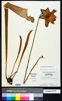 Sarracenia leucophylla image