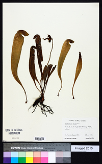 Sarracenia minor image