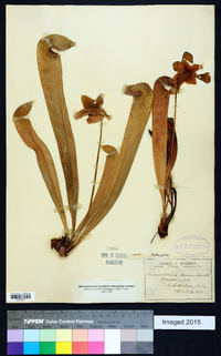 Sarracenia minor image