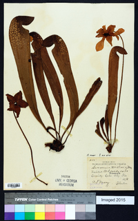 Sarracenia minor image