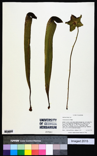 Sarracenia minor image