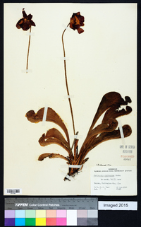 Sarracenia psittacina image