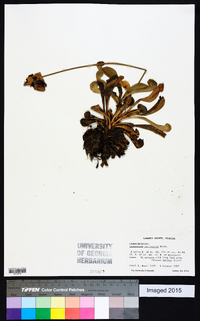 Sarracenia psittacina image