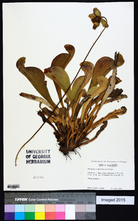 Sarracenia psittacina image