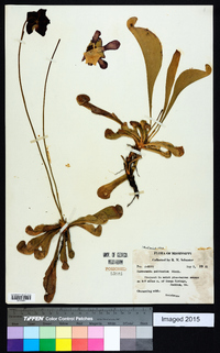 Sarracenia psittacina image