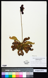 Sarracenia psittacina image