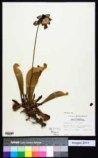 Sarracenia psittacina image