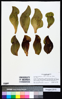 Sarracenia purpurea image