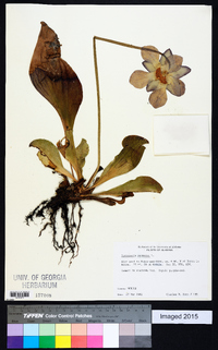 Sarracenia purpurea image