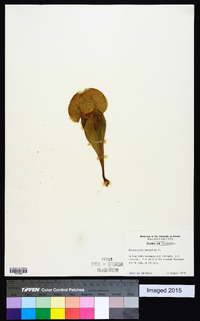 Sarracenia purpurea image