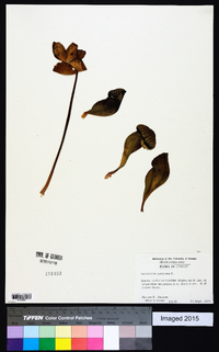 Sarracenia purpurea image