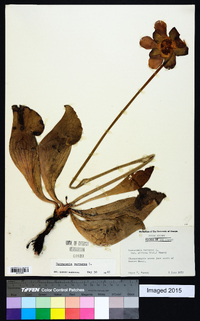 Sarracenia purpurea image