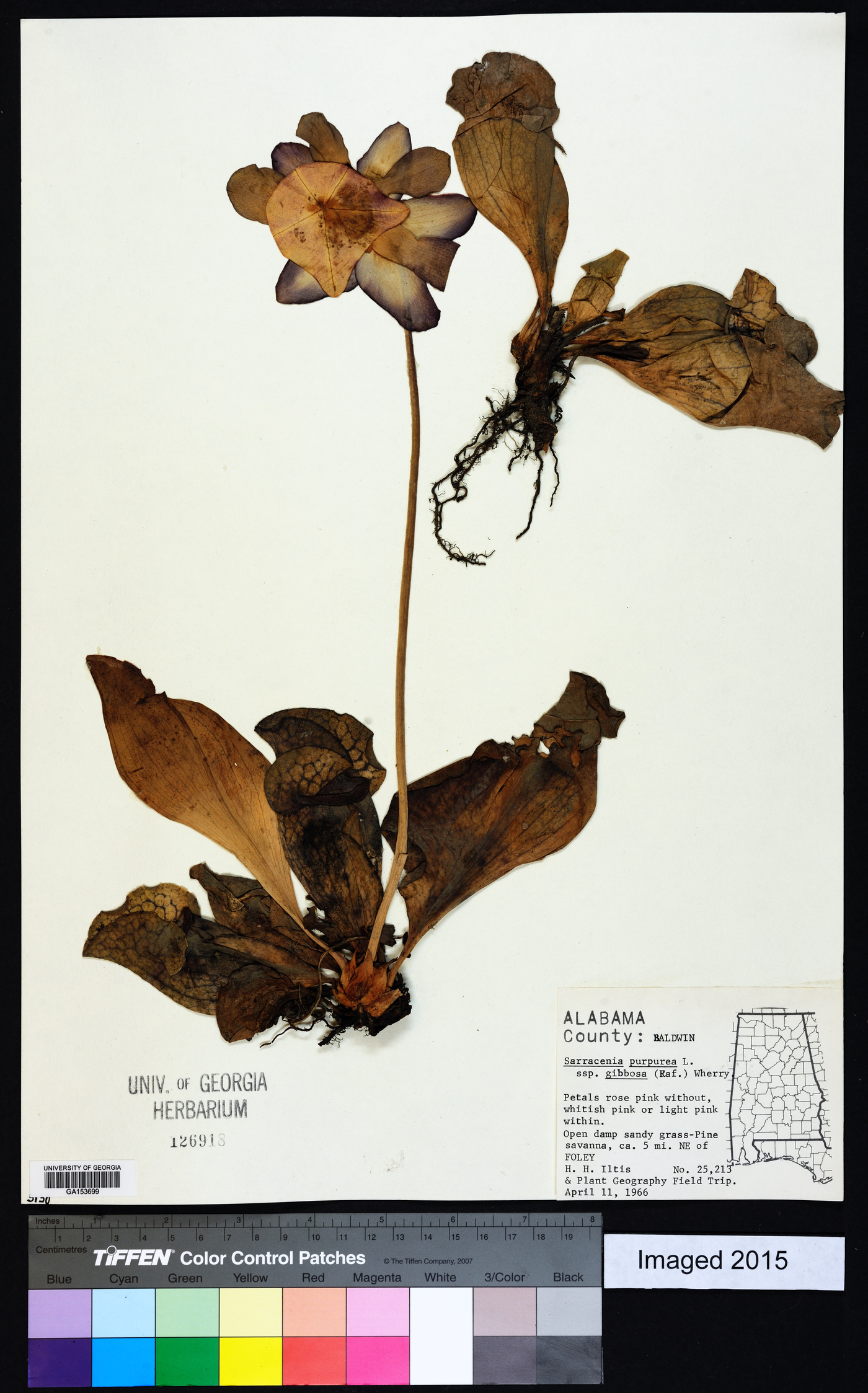 Sarracenia purpurea subsp. gibbosa image
