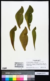Sarracenia purpurea var. montana image