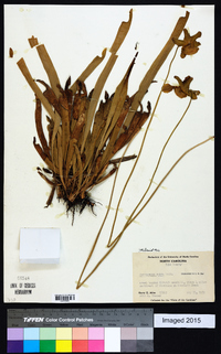 Sarracenia rubra image