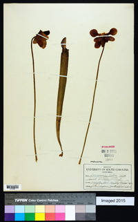 Sarracenia rubra image