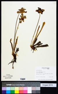 Sarracenia rubra image