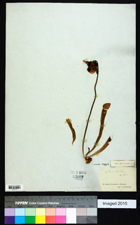 Sarracenia rubra image