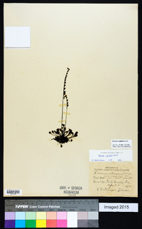 Drosera capillaris image