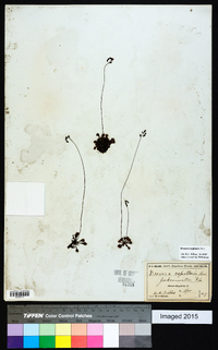 Drosera capillaris image