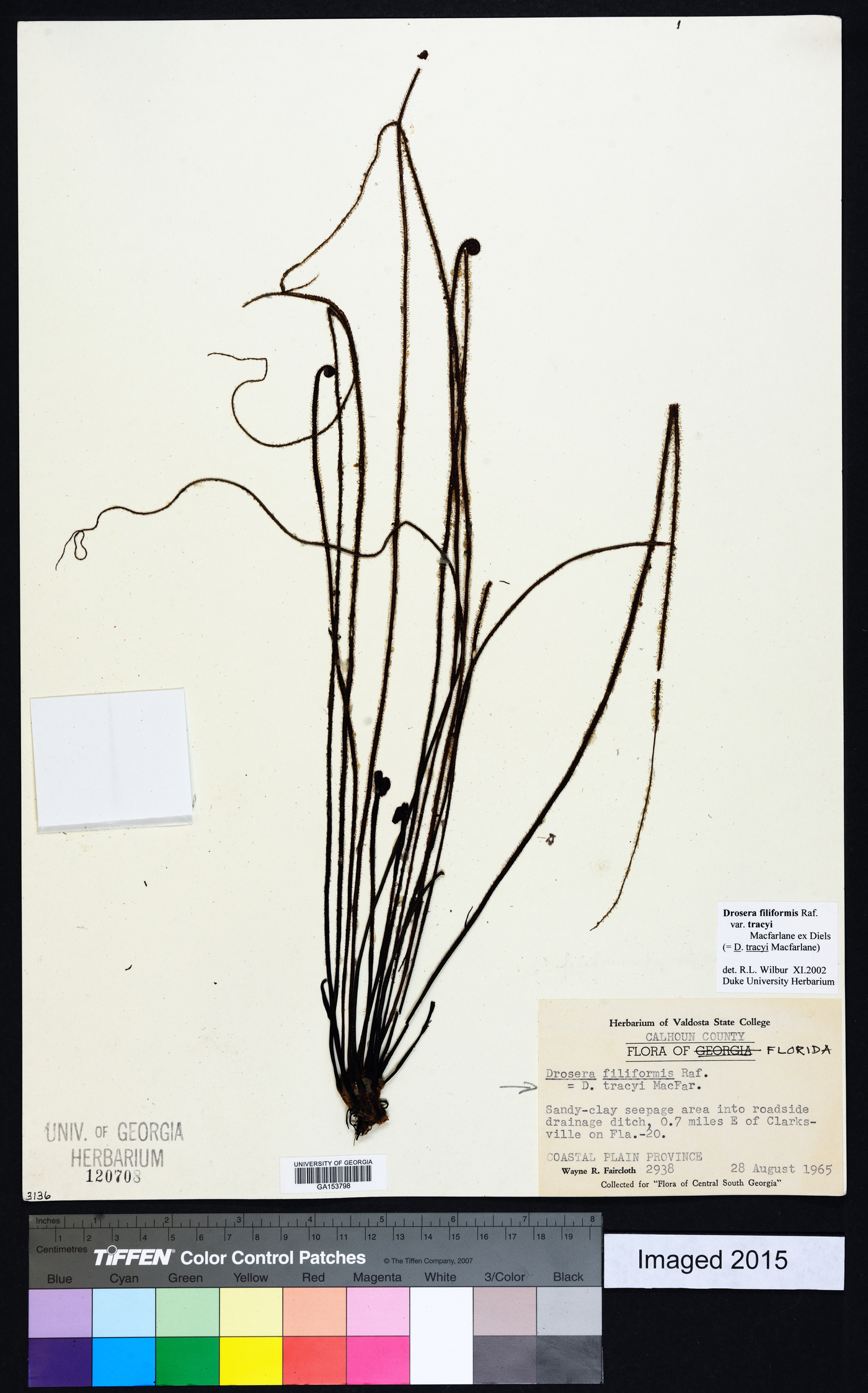 Drosera filiformis var. tracyi image