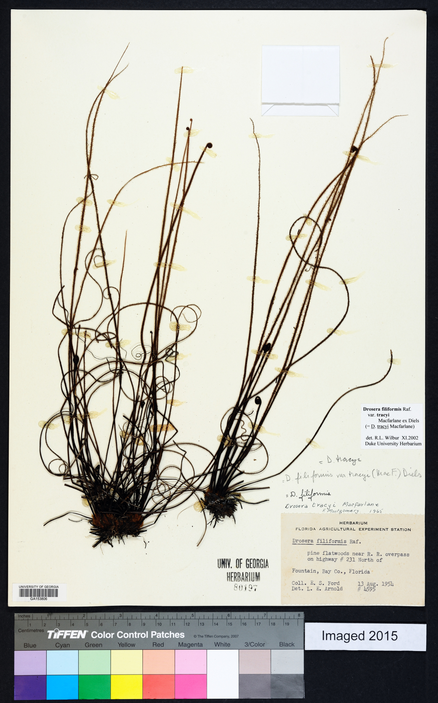Drosera filiformis var. tracyi image