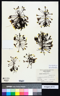 Drosera intermedia image