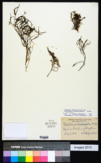 Podostemum ceratophyllum image