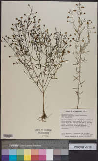 Agalinis tenuifolia var. tenuifolia image