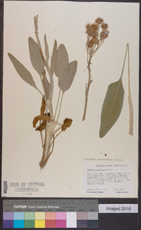 Packera tomentosa image