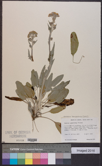 Packera tomentosa image