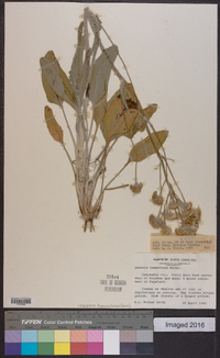 Packera tomentosa image