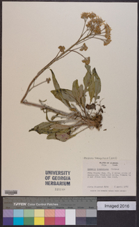 Packera tomentosa image