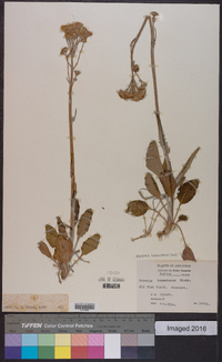 Packera tomentosa image