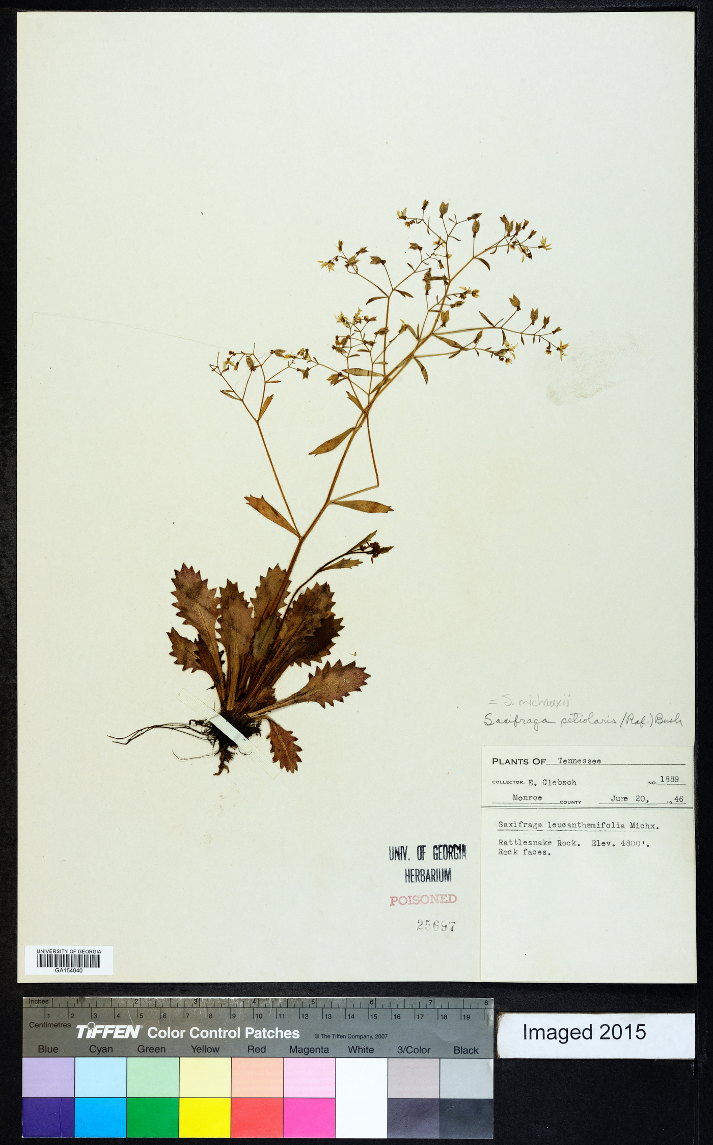 Saxifraga michauxii image