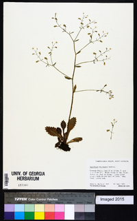 Saxifraga michauxii image