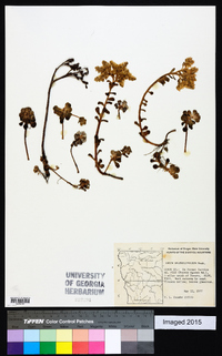 Sedum spathulifolium image