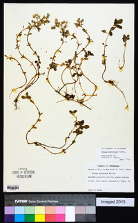 Sedum ternatum image