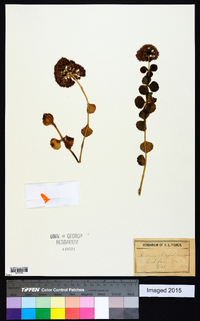 Sedum sieboldii image