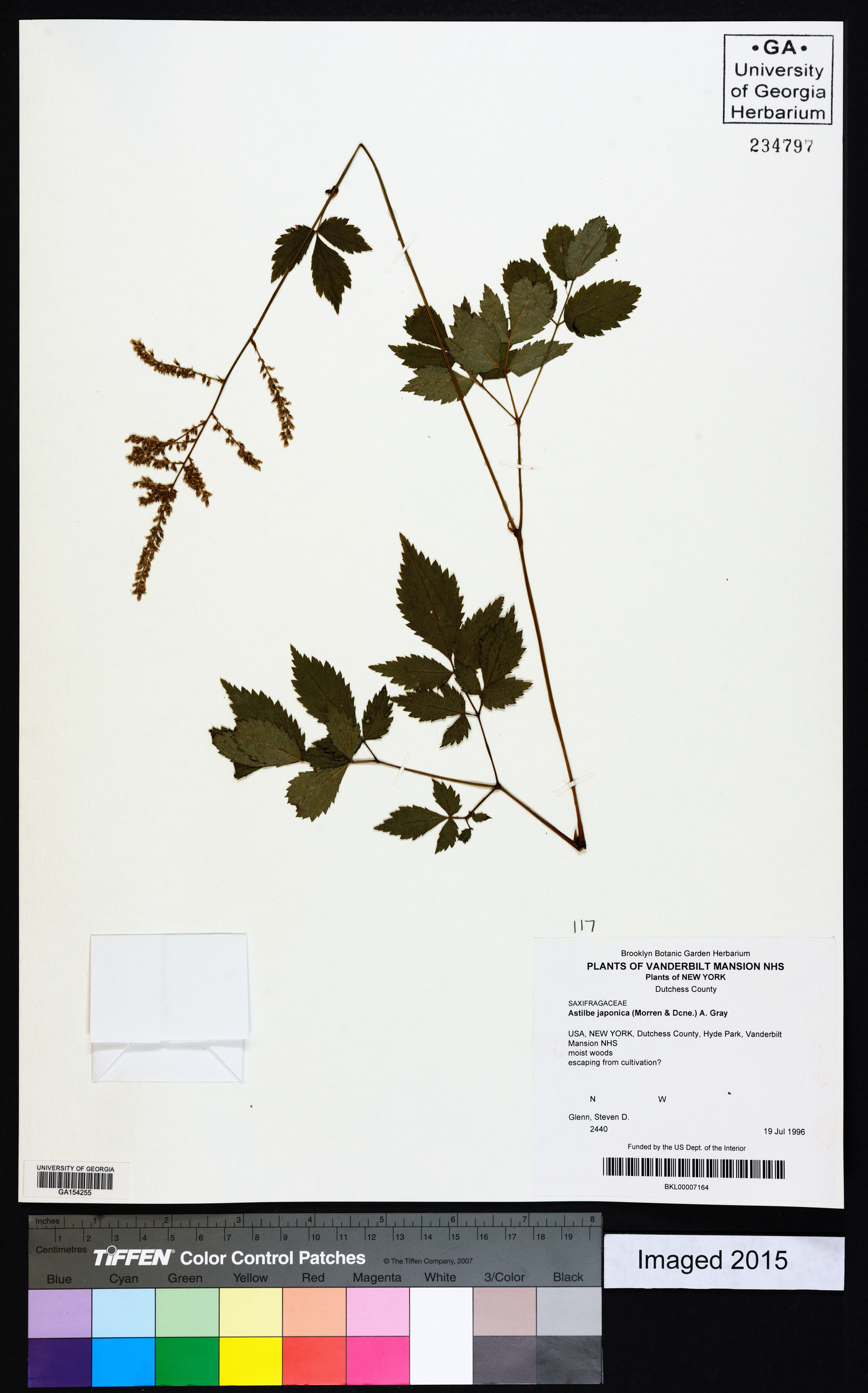 Astilbe japonica image