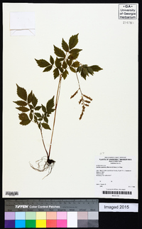 Astilbe japonica image