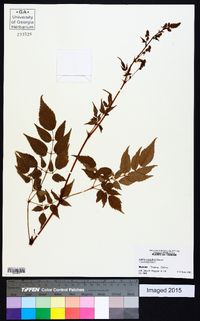 Image of Astilbe macroflora