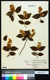 Deutzia crenata image