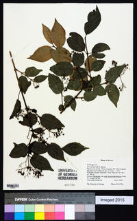 Deutzia parviflora image