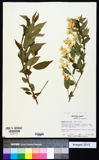 Image of Deutzia paniculata