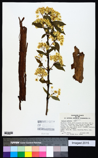 Deutzia glabrata image