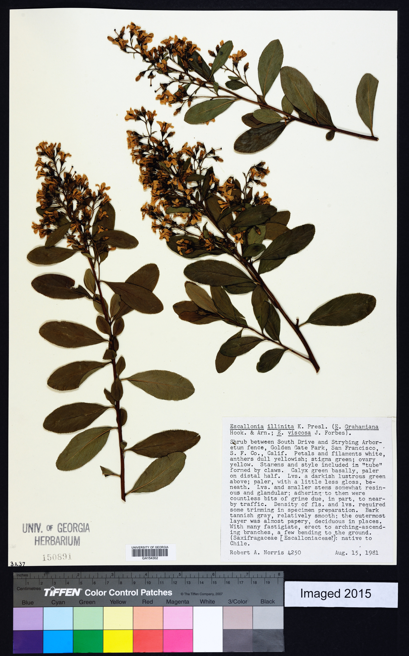 Escallonia illinita image