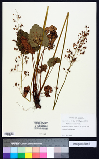 Heuchera americana image